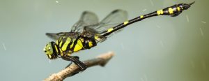 Familias de insectos y arácnidos