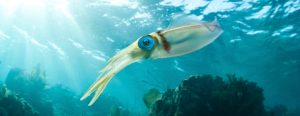 Fauna del Mar Caribe